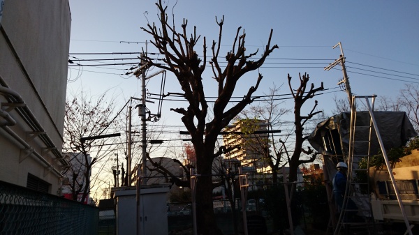 門真市で庭木の剪定を検討中の方へ｜料金や費用について村上造園がご案内します