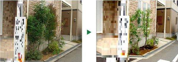 シマトネリコの上手な育て方と剪定方法　京都市北区