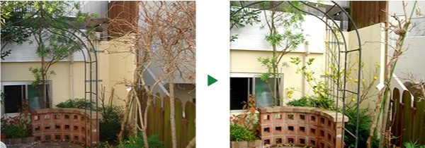 ノウゼンカズラの剪定とレモンの木の植栽～京都府京都市北区～