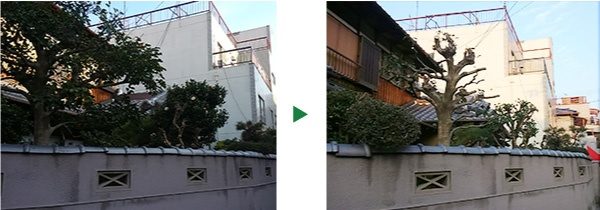 クロガネモチの剪定～大阪府大阪市東淀川区～