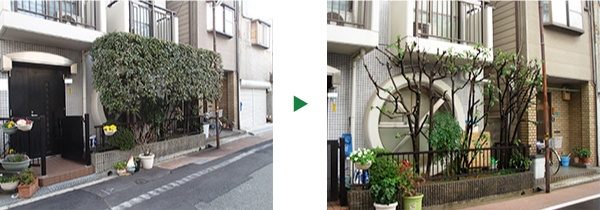 うどんこ病に罹ったシラカシへの対策～京都府京都市山科区～