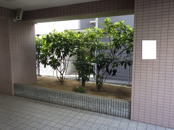 サルココッカ 植栽前
