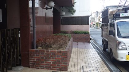 枯れたサツキ