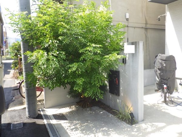 大きく育った植木を撤去し、生長が遅いソヨゴの植栽と砂利敷きをした事例｜大阪市城東区J様（作業前）