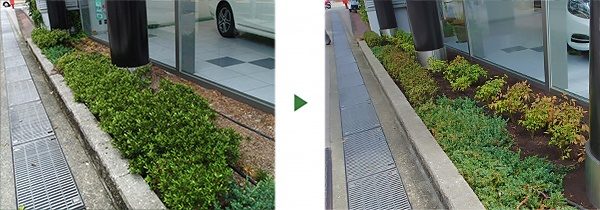 オタフクナンテンの植栽とサツキの剪定　奈良市