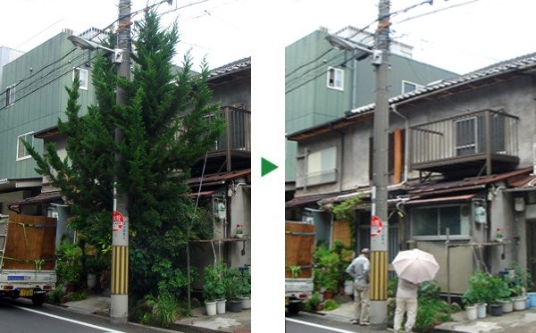 カイズカイブキの伐採～大阪市旭区～