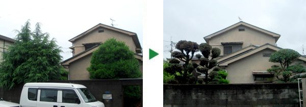 ヒマラヤスギとモチノキの剪定