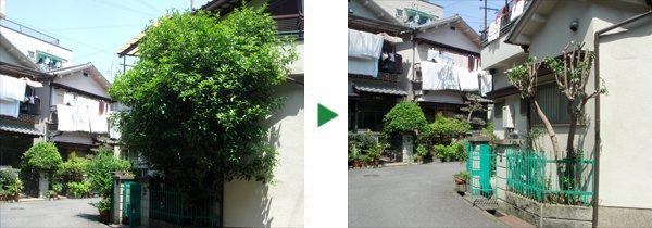 キンモクセイの剪定～大阪府吹田市～
