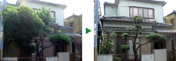 キンモクセイ・マキ・サザンカの剪定～奈良県生駒市～