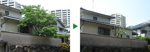 ハナミズキ・サツキの剪定～大阪府吹田市～