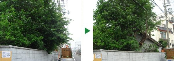 シマトネリコの剪定　奈良県奈良市