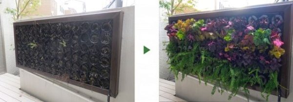 自宅の壁にタマシダとカラフルなヒューケラを植栽した事例　大阪市旭区A様