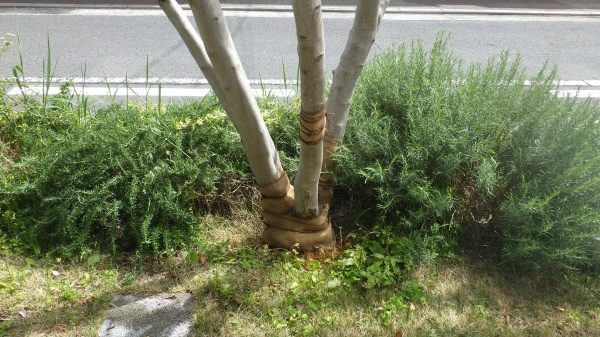 ゾウムシに喰われたオリーブの木の樹勢回復(後)