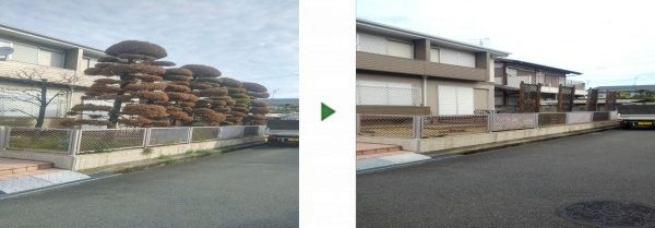 お庭のカイズカイブキ7本を伐採│スッキリ綺麗になった事例の伐採前後の写真