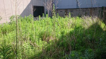 草刈り前