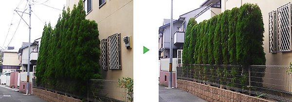 コニファーのエメラルドなど13本剪定　兵庫県川西市