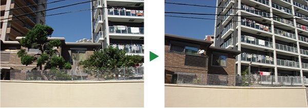 お庭の植木　カイズカイブキ、トベラの伐採　大阪市旭区