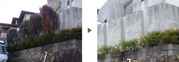 コニファーのブルーヘブンを4本伐採し抜根　大阪府池田市