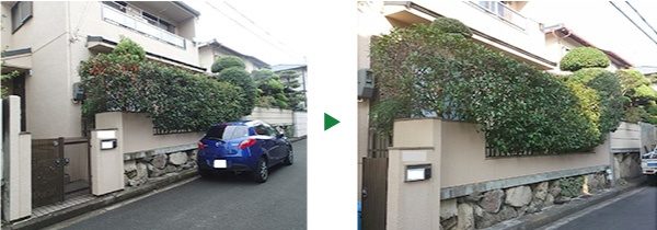 生垣(レッドロビン)の剪定　奈良県奈良市　Ｉ様邸