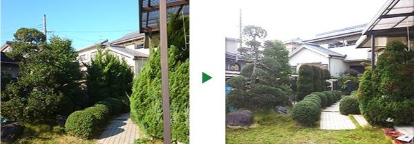 空き家でのカイズカイブキやマツの剪定～奈良県奈良市～