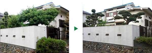 玄関先のマツの剪定～奈良県奈良市～