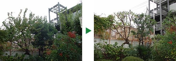 毎年11月中頃のお庭の植木のお手入れ　大阪市旭区