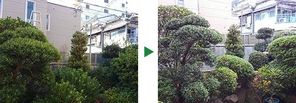 毎年11月末頃の植木の剪定～10年来の付き合い　大阪市鶴見区
