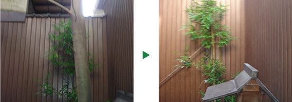年々大きくなるモチノキの伐採　奈良県奈良市