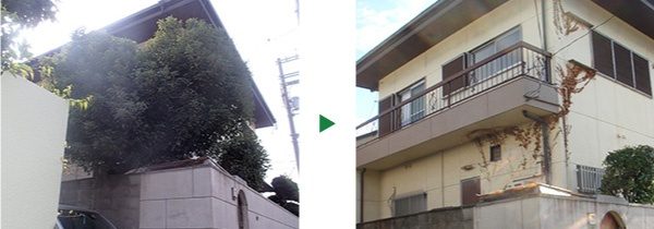クスノキの伐採　奈良県奈良市
