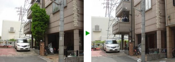 ゴールドクレスト伐採（植木の伐採）｜電線に注意し伐採　大阪府門真市