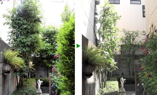 お花に合わせたお庭のお手入れ｜近隣宅に枝が伸びないように剪定（植木の剪定、薬剤散布）大阪府大阪市旭区