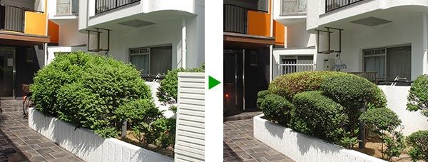 マンションの植え込みのお手入れ 刈り込み　大阪市旭区