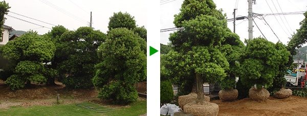 大きなマキの掘り取り　大阪府池田市