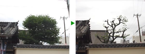 お寺の植木剪定　大阪府大阪市天王寺区