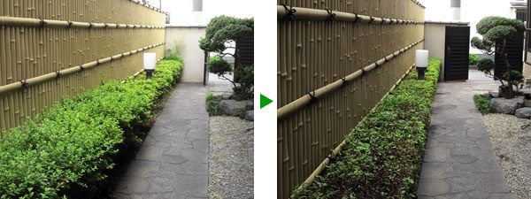 玄関前の植木剪定（庭木手入れ）と除草　大阪府大阪市旭区