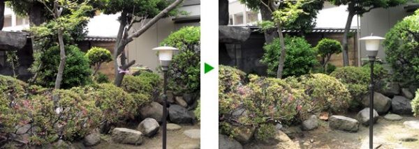 お寺の不要な植木伐採　大阪市天王寺区