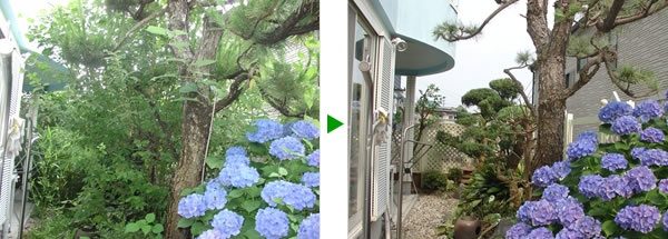 ツルが伸び放題だった庭の剪定　大阪府箕面市
