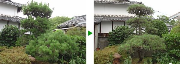 ３年お手入れできていなかったマツの剪定　大阪府松原市