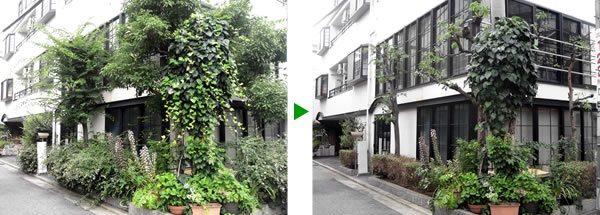 マンションのオーナー宅の植木のメンテナンス　大阪市旭区