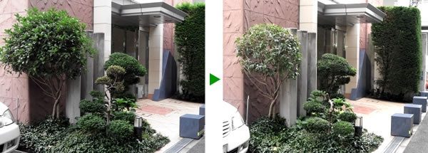 マンションエントランスの植木のメンテナンス　大阪市旭区