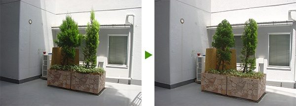 年間管理しているマンションの植木メンテナンス　大阪市旭区