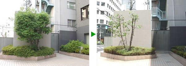 オフィスビルのエントランスの剪定　大阪市中央区