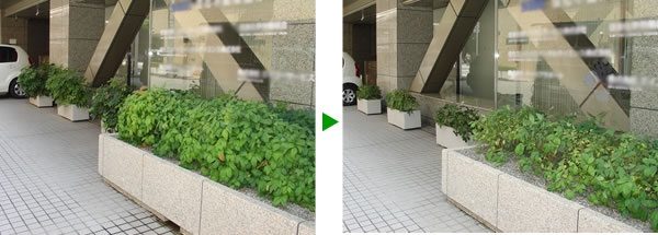 オフィスの観葉植物のメンテナンス　大阪市中央区