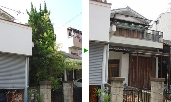 カイズカイブキの伐採　大阪府八尾市