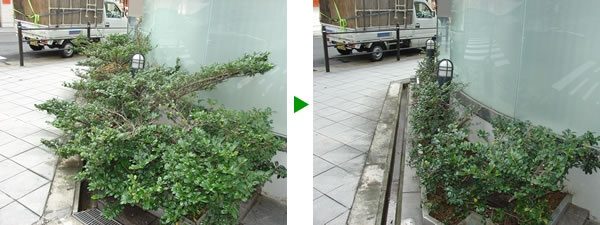 オフィスエントランスのハマヒサカキの刈り込みと施肥　大阪市中央区