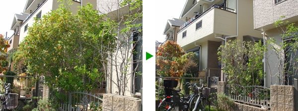 枝が重なり合ってしまった植木の剪定（キンモクセイ、ソヨゴ、ウメ、サザンカ）大阪府枚方市