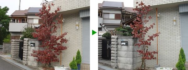 植木の剪定　～ハナミズキ、サルスベリ、ヒイラギ、ゴヨウマツ、クロマツ、ツバキ　大阪府箕面市