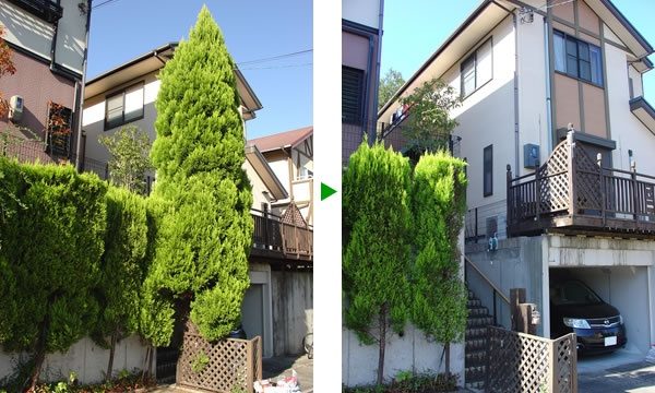 高さ７mのゴールドクレストの伐採　兵庫県川西市