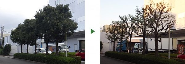 楠 剪定前 剪定後