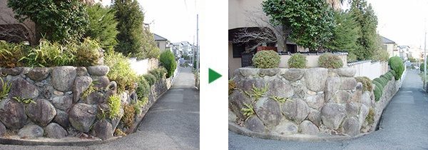 石垣の上での作業～ノウゼンカズラツル取りなど～茨木市